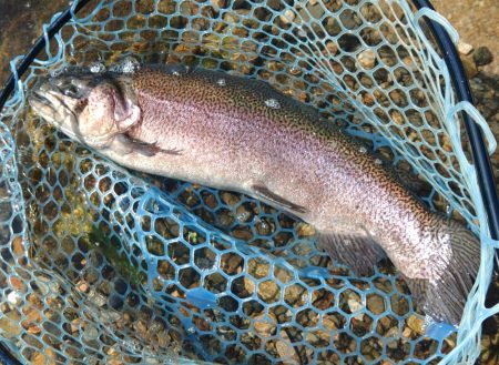 またイトウが釣れた！ ～フィシングパーク高島の泉～